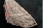Foto (Detailansicht) von Dictyopteris brongniarti Gutb. (NHMW-GEO-2024-0188-10764)